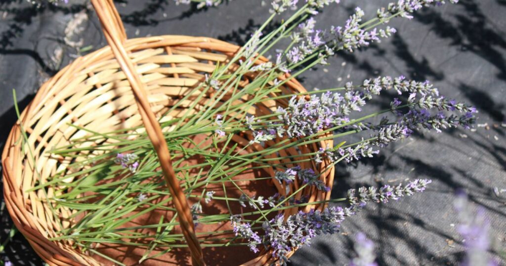 lavender in a basket