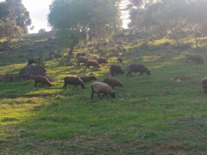 2. Casa de Campo Passo do Tatu - ovelhas